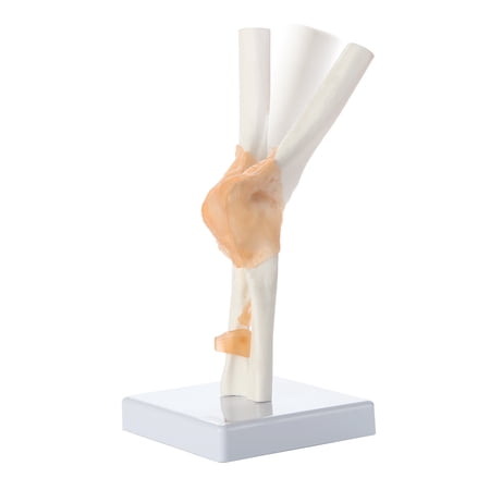 Axis Scientific Flexible Elbow Model  Life-Size Flexible Elbow Joint with Realistic and Soft Ligament Anatomy  Includes Base  Detailed Product Manual and 3 Year Warranty price history on PriceWatchPro