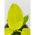 thumbnail image 5 of Philodendron Moonlight Lemon Lime Hybrid - Live Air-Purifying Indoor Plant in Nursery Pot – Easy Care, Low Maintenance Houseplant for Home & Office Decor, Natural Air Cleaner, Best for Beginners, 5 of 8