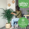 thumbnail image 4 of American Plant Exchange Areca Palm Houseplant in 10" Pot, Pet Friendly, Air Purifying, 4 of 6