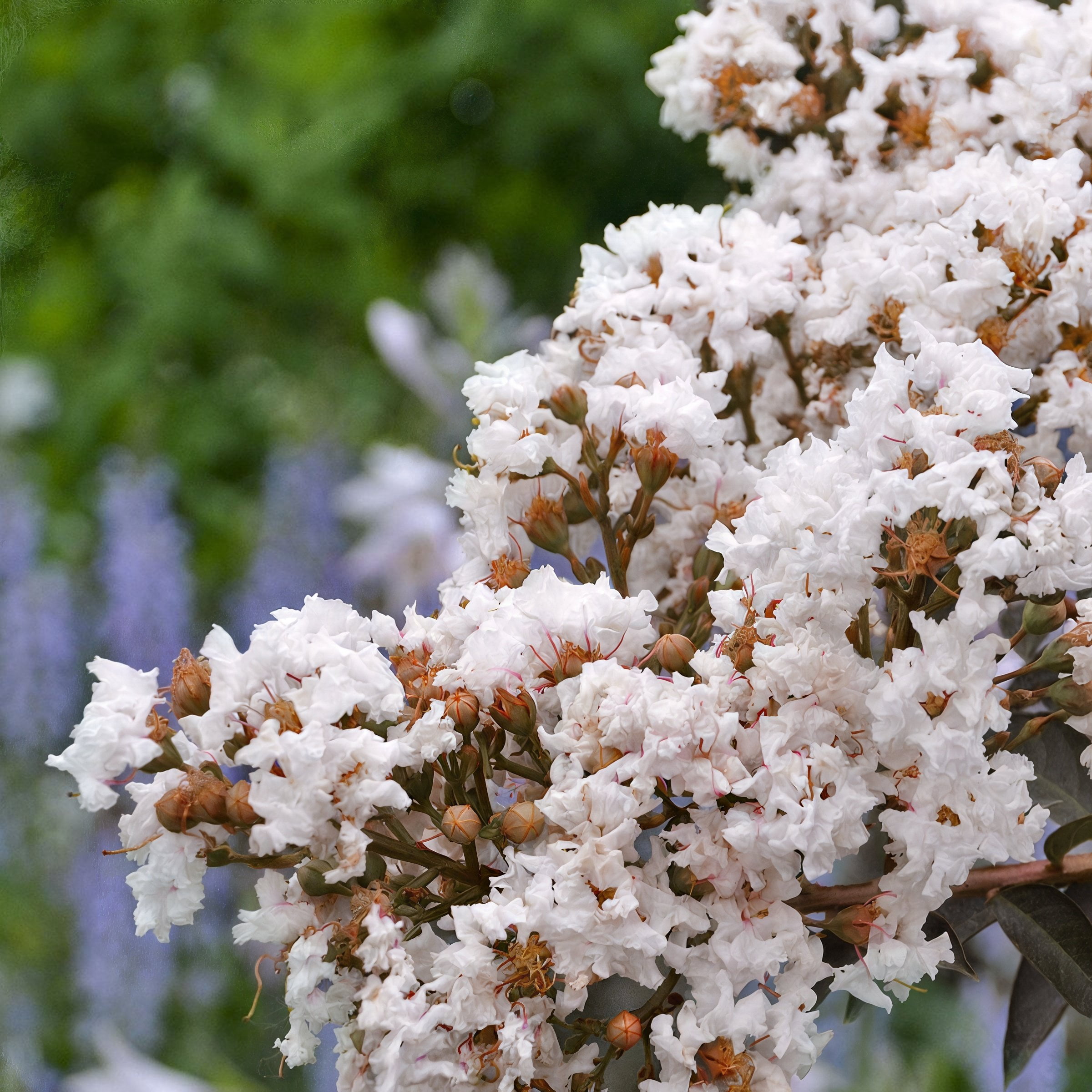 3 gal. Crape Myrtle Thunderstruck White Lightning Tree