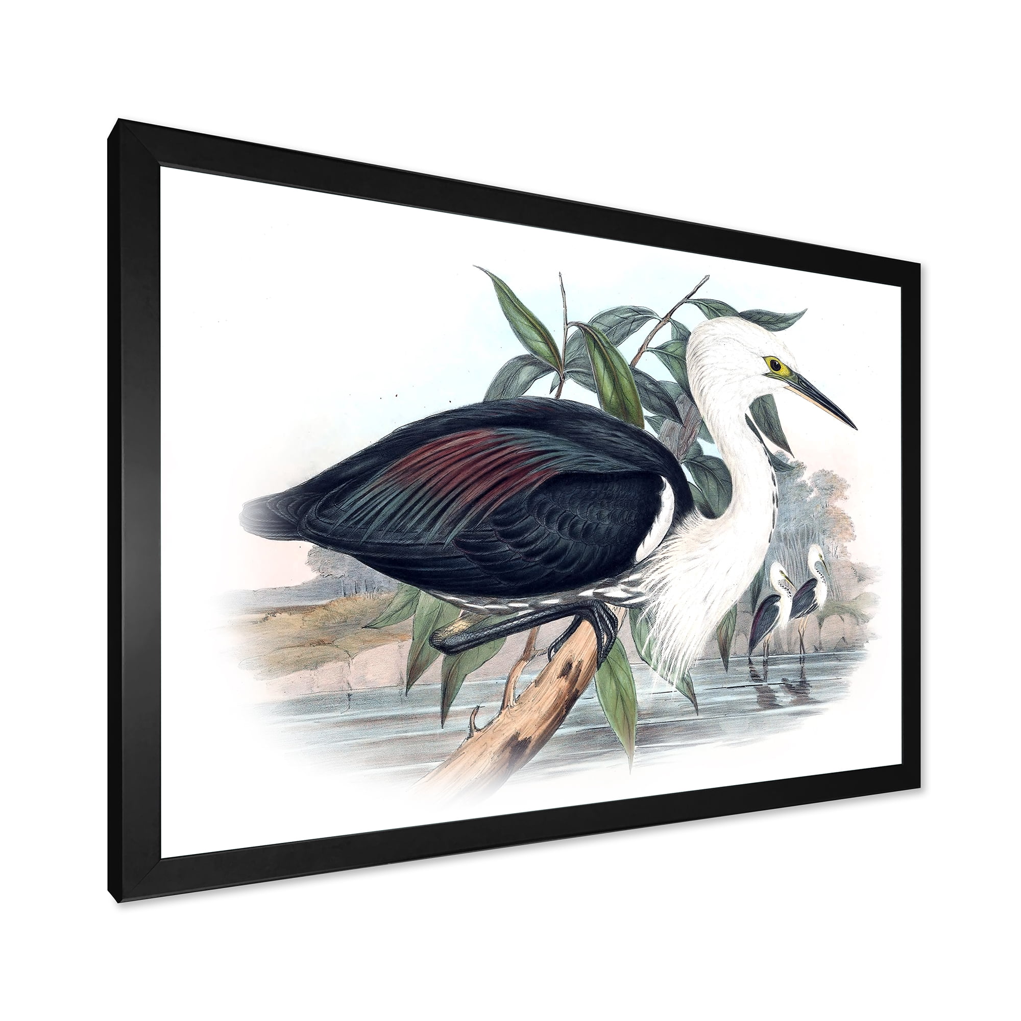 Designart 'Ancient Birds Of Australia' Traditional Framed Art Print