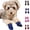 Blue, variant on Bisitoy Dog Shoes for Hot Pavement, 4Pcs Anti-Slip Sole Booties for Small Dogs Summer Walking