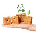 thumbnail image 1 of Modelo De Ciclo De Crecimiento De Plantas De Frijol Verde, Ciclo De Vida De Plantas, Juguete Educativo De Evolución Para Niños matsuzay FN005936-00, 1 of 6