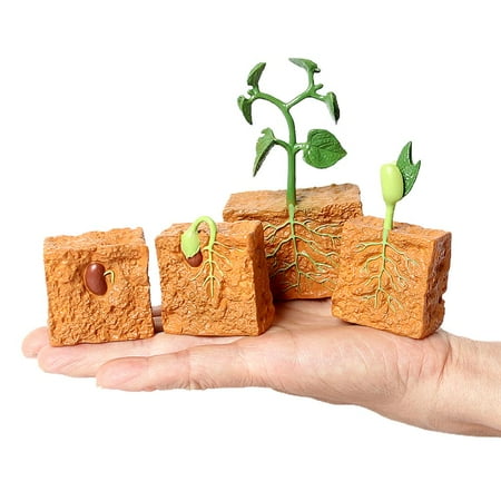 

Green Bean Plant Growth Cycle Model Plant Life Cycle Educational Evolution Toy for Kids