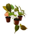 thumbnail image 3 of Philodendron Micans Heart Leaf Philo hederaceum, 2 inch Set of 3, Tiny Mini Pixie Plant, 3 of 7