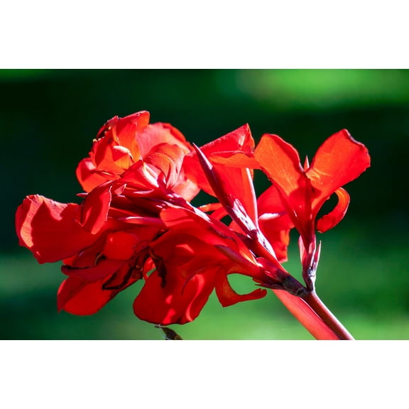5 Seeds RED CANNA LILY Indian Shot Canna Indica Flower Seeds