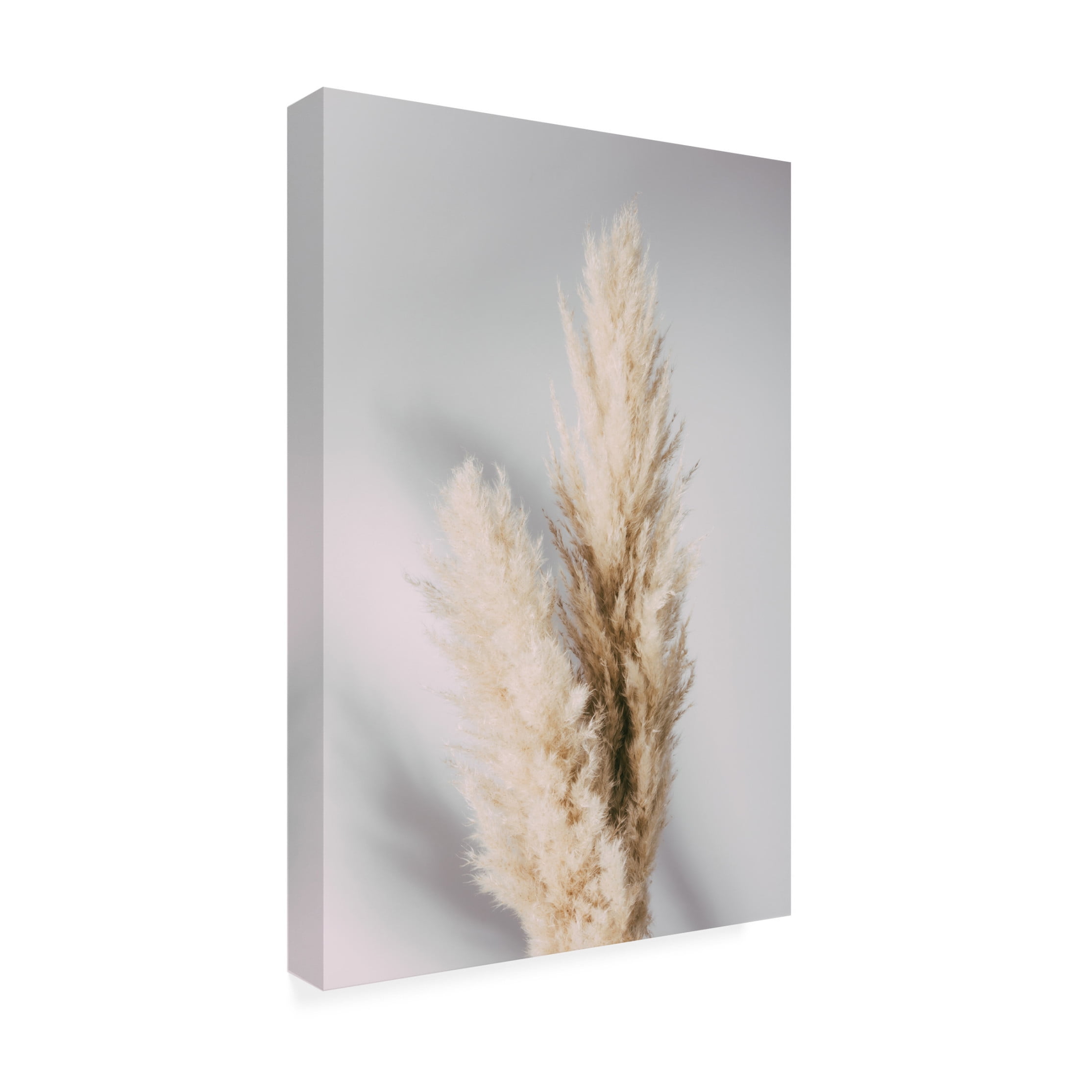 Pictufy Studio III 'Pampas Grass Grey' Canvas Art - 30 x 47 Inches