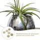thumbnail image 5 of Green Sea Urchin Fish Tank Decors Shell Design Flowerpot DIY Air Natural Planting Holder Home Decoration Mediterranean Hedgehog, 5 of 5