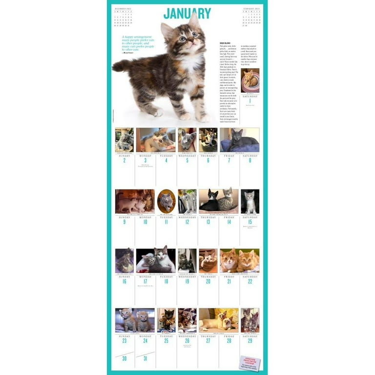365 Kittens-A-Year Picture-A-Day Wall Calendar 2023
