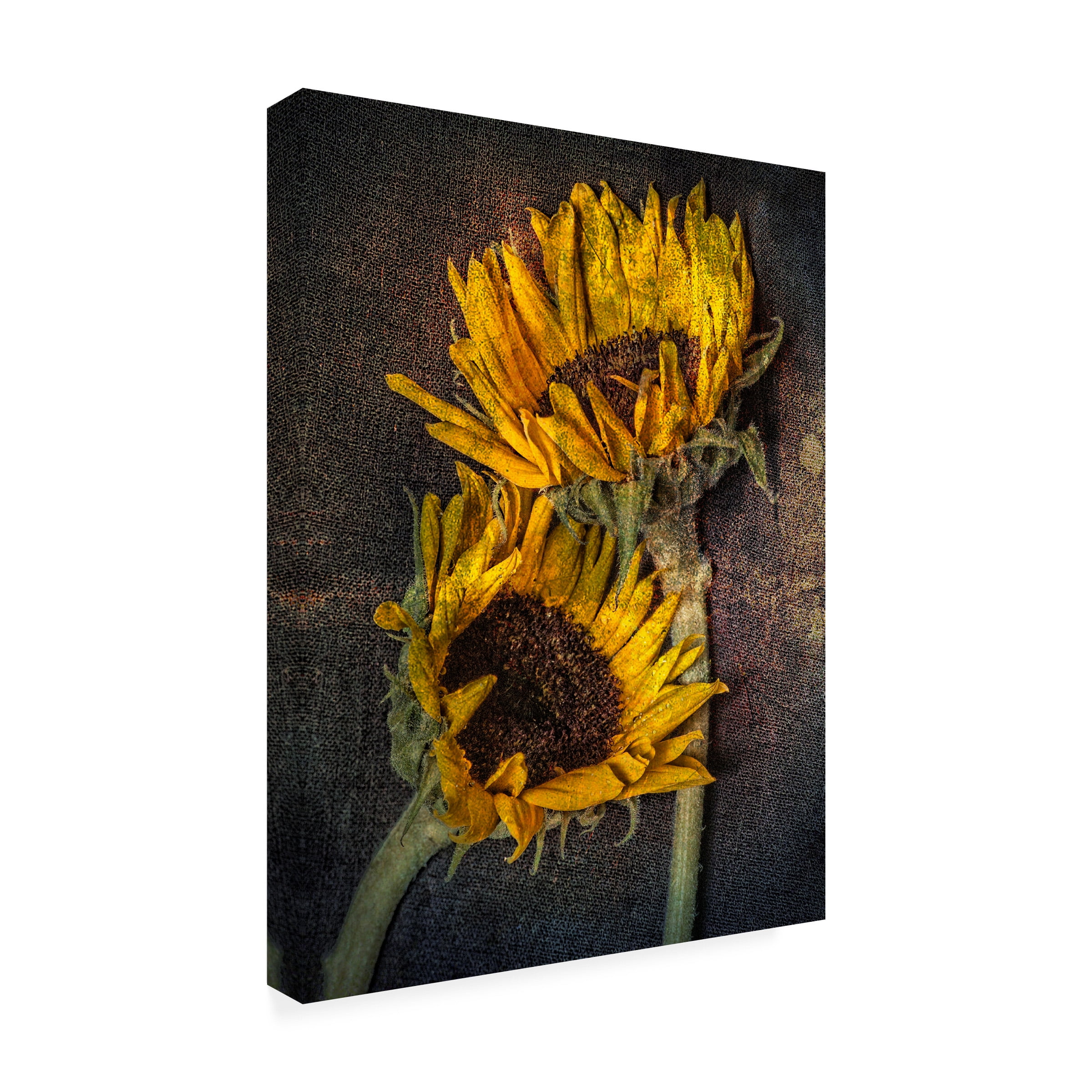 Lori Hutchison 'Sunflowers' Canvas Art