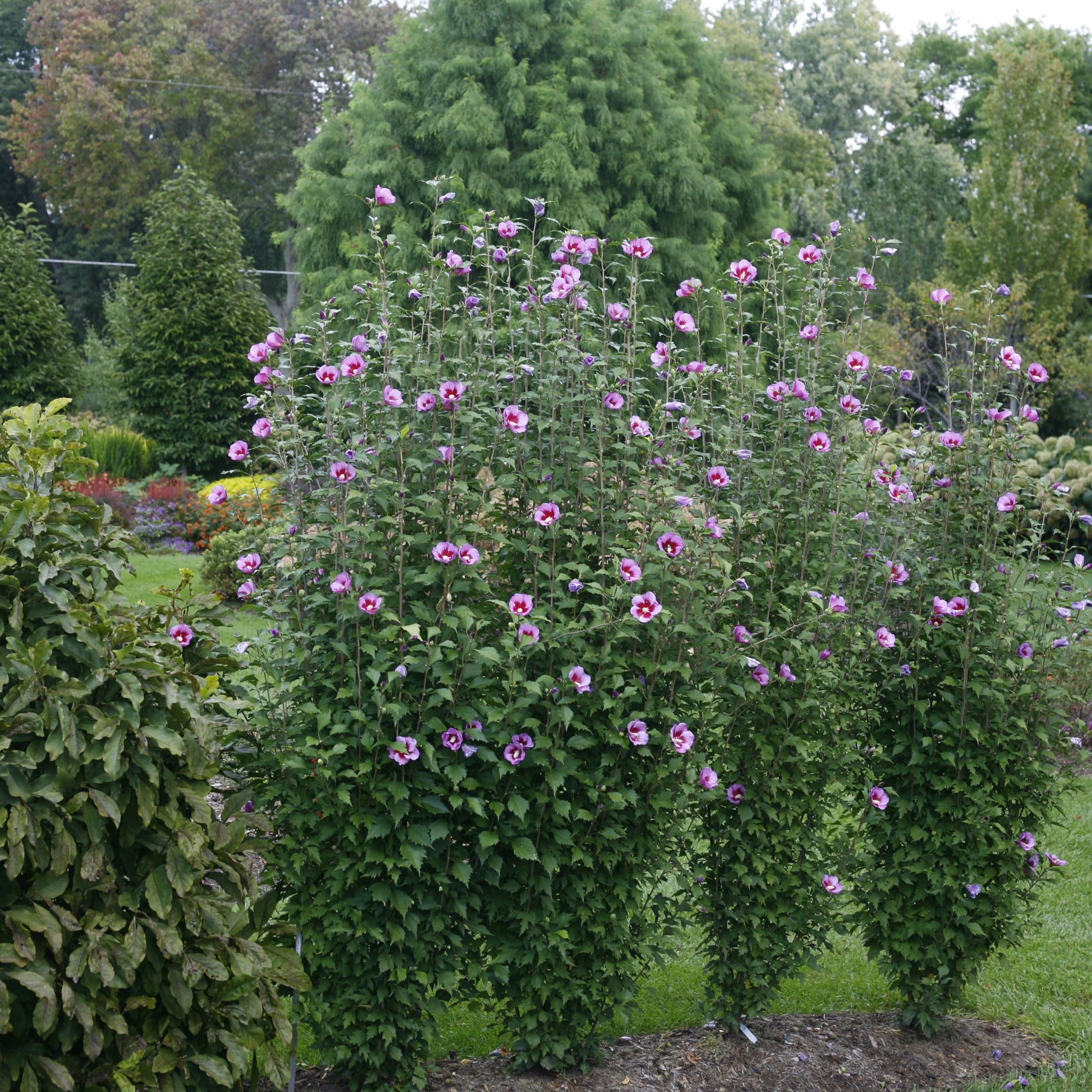 Proven Winners ColorChoice 6" Purple Pillar Rose of Sharon Live Plant in 7.5" Pot