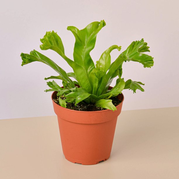 Bird’s Nest Leslie Fern 4" Pot