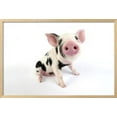 thumbnail image 2 of Pig Kune Kune Cross Gloucester Old Spot Piglet, Animals Scenic Framed Art Print Wall Art Sold by Art.Com, 2 of 6