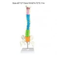 thumbnail image 3 of maskred Professional Anatomical Spine Model with Pelvis Spinal Column Model Science Supplies Improving Cognitive Ability, 3 of 6