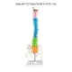 thumbnail image 4 of Guardurnaity Modelo anatómico de columna vertebral Flexible para educación temprana, modelo de columna vertebral resistente al agua, suministros Ayudas para vestirse con gancho de botón, 4 of 6