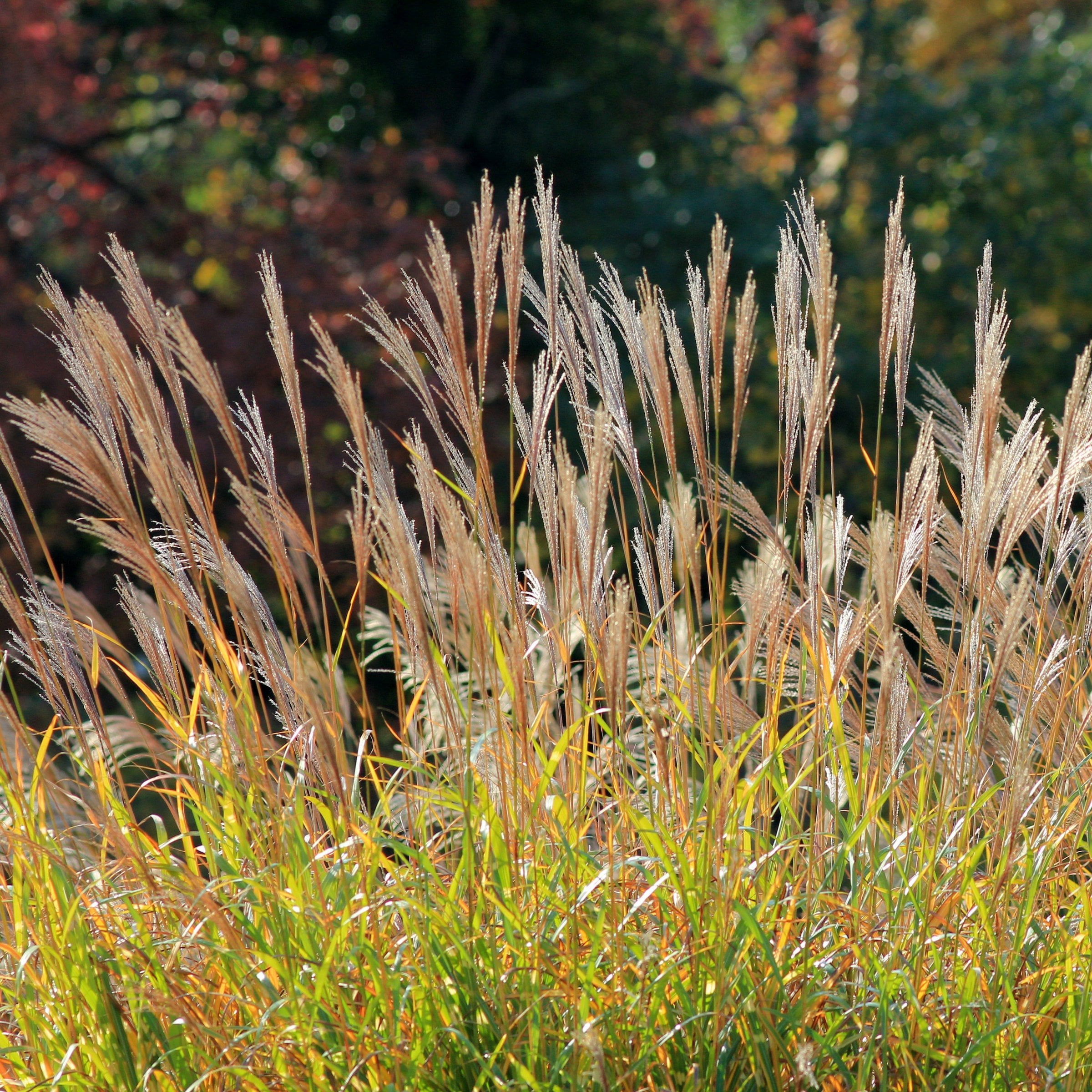 1 gal. Adagio Live Ornamental Grass