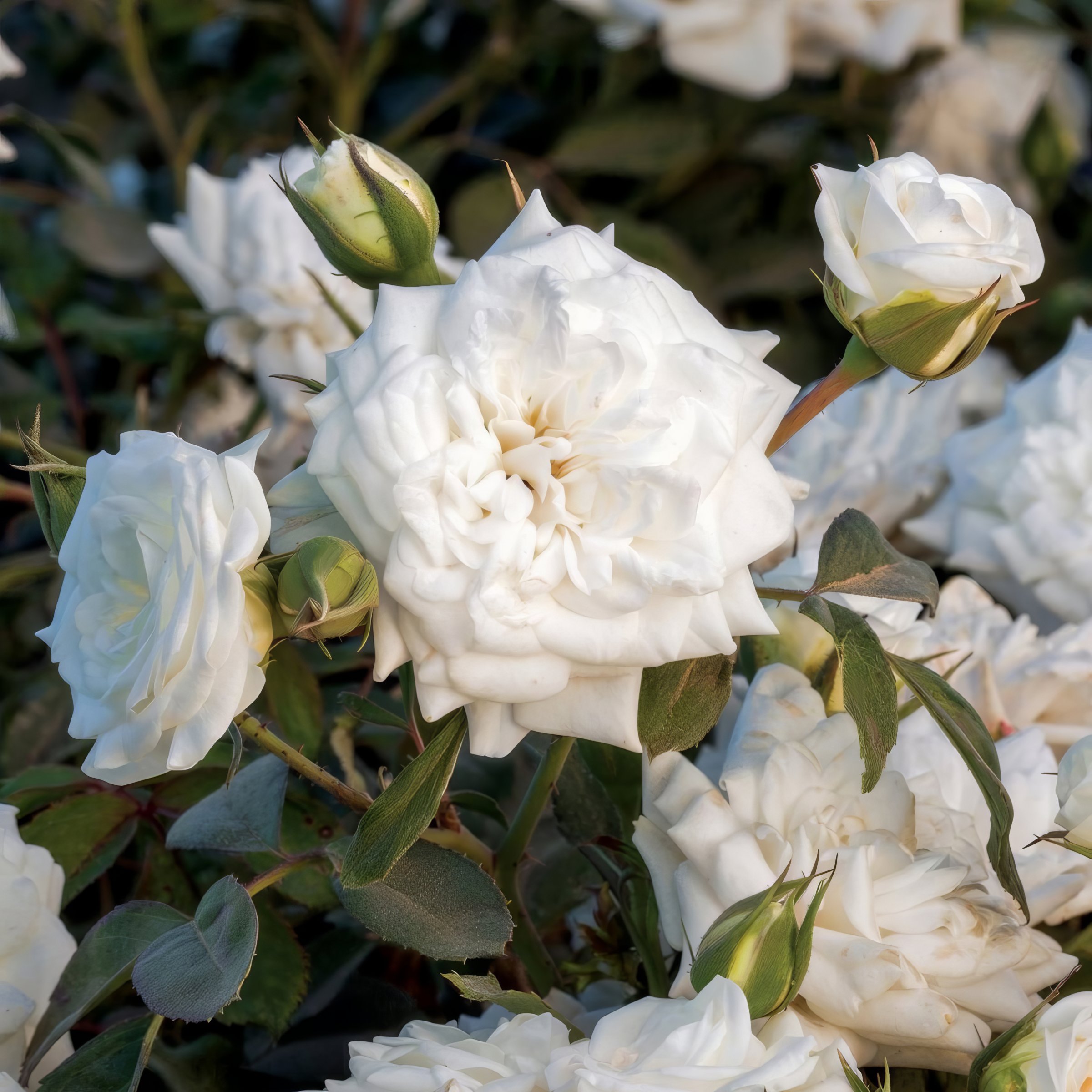 National Plant Network 3 gal Live Shrub Drift Rose White