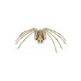 thumbnail image 2 of 20.5 Inch Skeleton Spider, 2 of 4