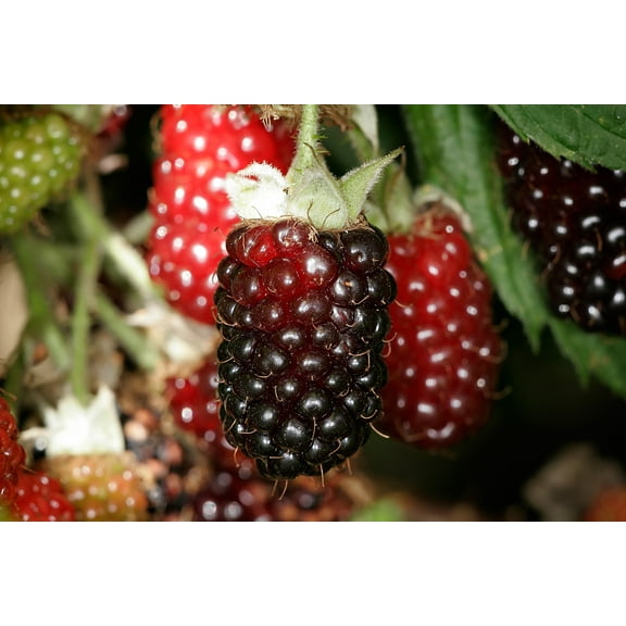 Boysenberry Plant – Live Plant