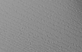 Black Grain