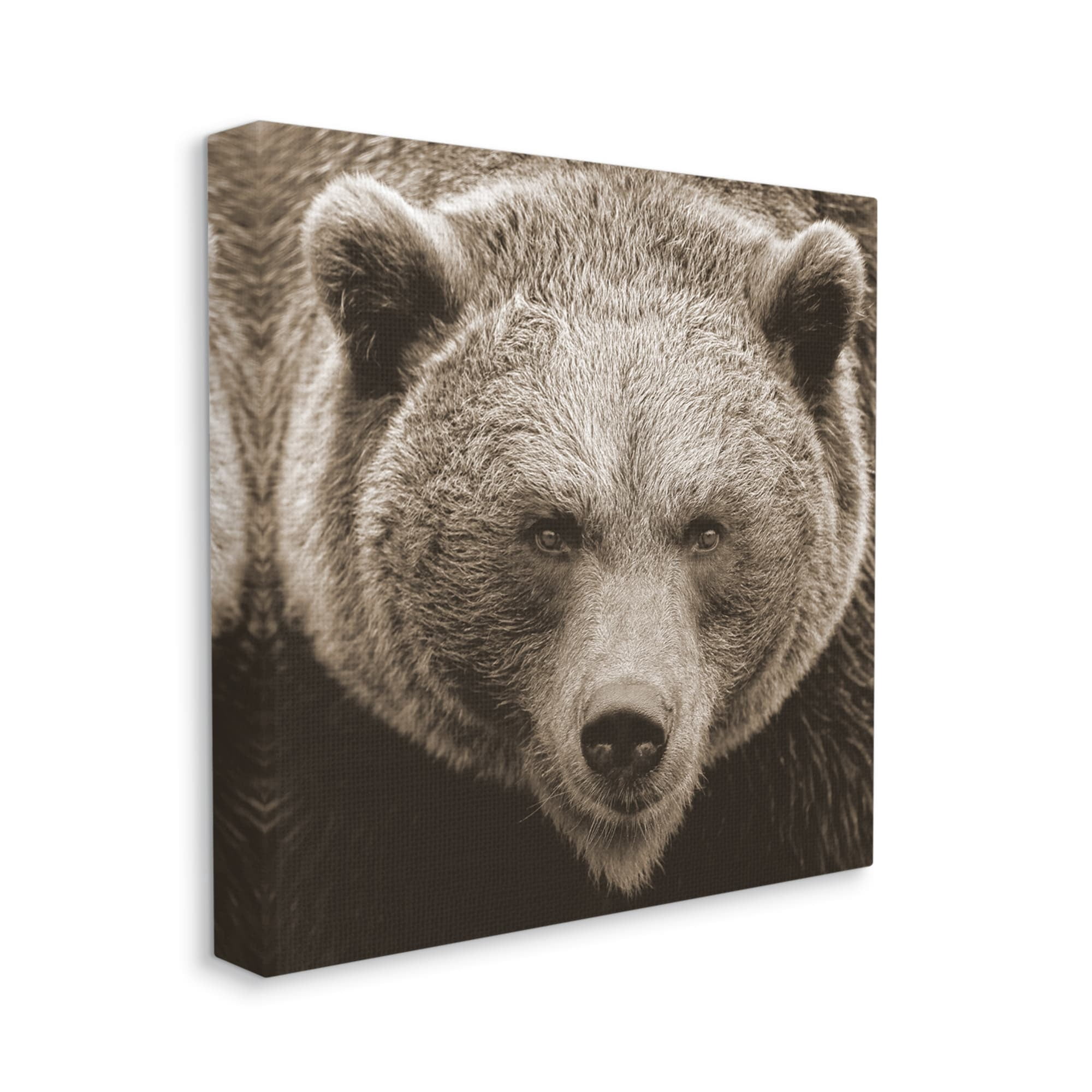 Stupell Industries Brown Bear Wildlife Portrait Animals & Insects Photography Gallery Wrapped Canvas Print Wall Art