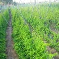 thumbnail image 4 of Large Plant Climbing Net Garden Vegetable Climbing Support Mesh for Cucumber Vine (2x20m), 4 of 12