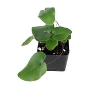 Sprig & Stone Hemionitis arifolia - Heart Leaf Fern