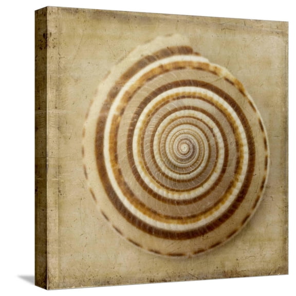 Art.com Sepia Shell V Stretched Canvas Print Wall Art by Judy Stalus, 16" x 16"