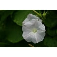 thumbnail image 4 of Night Blooming Morning Glory/ Annual/ Full Sun/25 Seeds 1 Gram/ Zellajake Farm and Garden - B324, 4 of 5