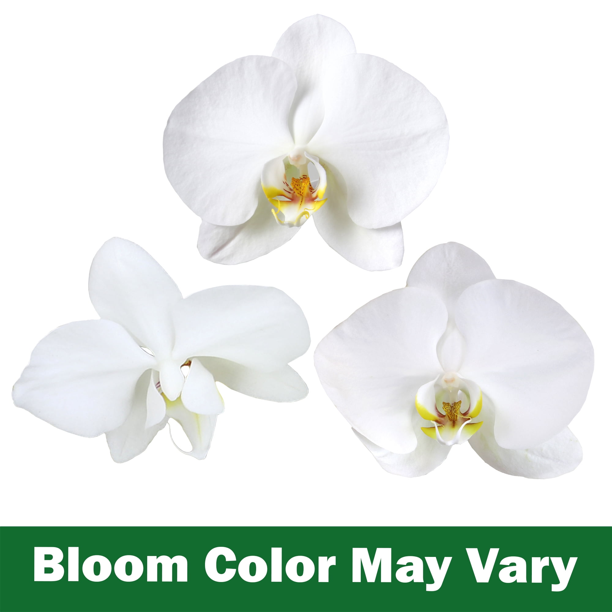 Element White Live Orchid Decor (Approx 16" Tall) in 3.5" Blue & White Planter