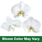 Element White Live Orchid Decor (Approx 16 Tall) in 3.5 Blue & White Planter