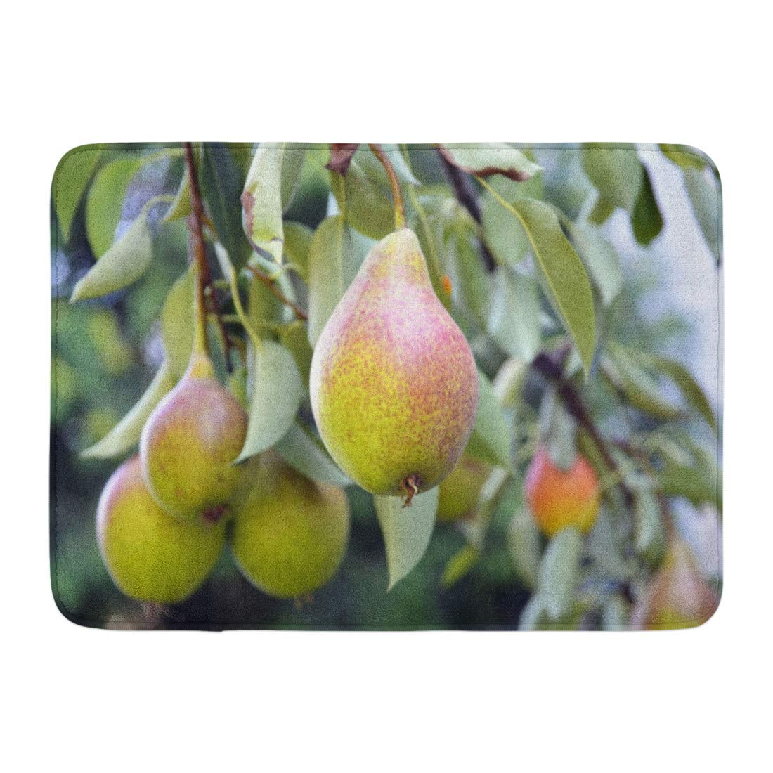 YUSDECOR Ripe Organic Pears in The Garden on Branch of Tree Juicy