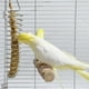 thumbnail image 2 of ZHAOCHENG Dispensador de agua/comida para pájaros Cesta de comida para loros y pájaros de 24 cm Dispensador de frutas colgante para loros de acero inoxidable Soporte para verduras de mijo, accesorios, 2 of 5
