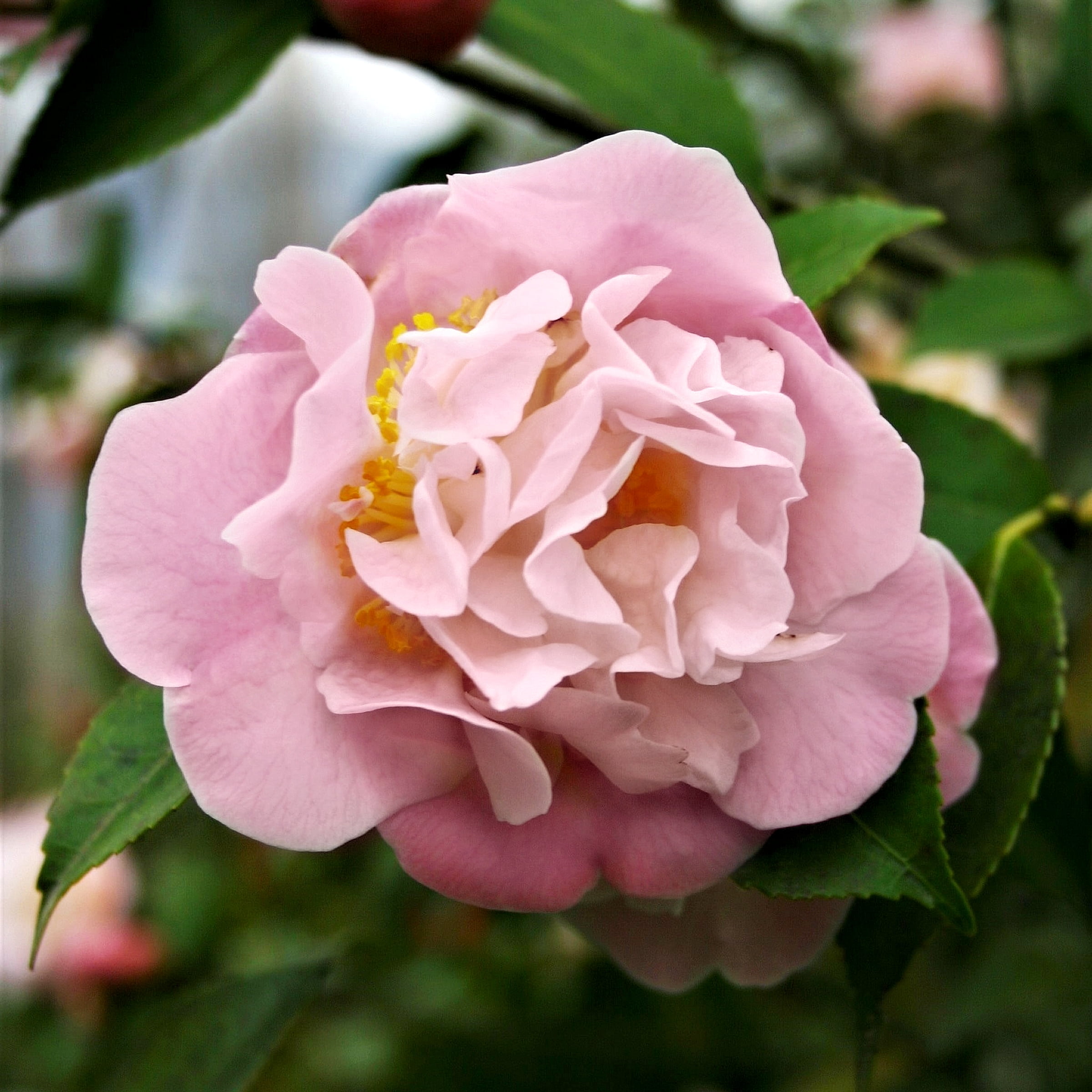 National Plant Network 1 gal High Fragrance Camellia Japonica Live Shrub with Partial Sunlight
