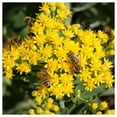 thumbnail image 2 of Everwilde Farms Goldenrod Plant Seeds, Native Wildflower, 2 of 4