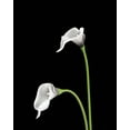thumbnail image 5 of 20Pcs Artificial Calla Lily Flower Real Touch Latex Flowers for DIY Wedding Bouquet Party Home Decor (Pure White), 5 of 5