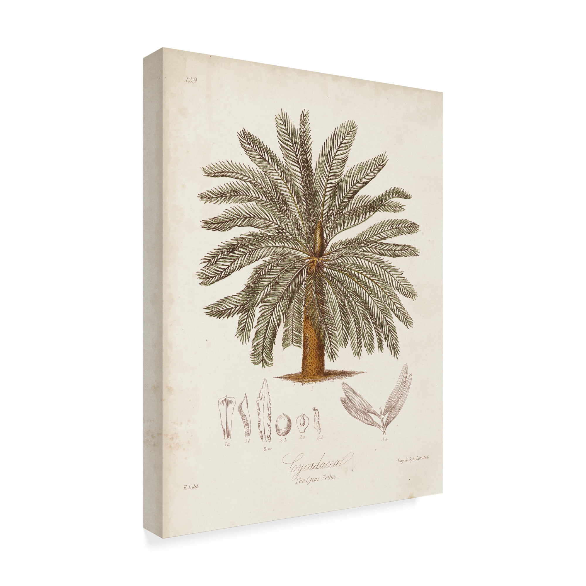 Trademark Fine Art 'Antique Tropical Palm I' Canvas Art by Elizabeth Twining