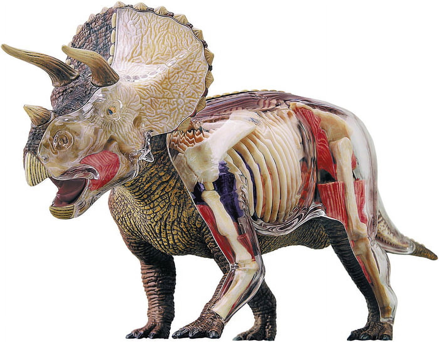4D Vision Brand 4D Triceratops Anatomy Model - Walmart.com