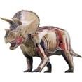 thumbnail image 2 of 4D Vision Brand 4D Triceratops Anatomy Model, 2 of 2