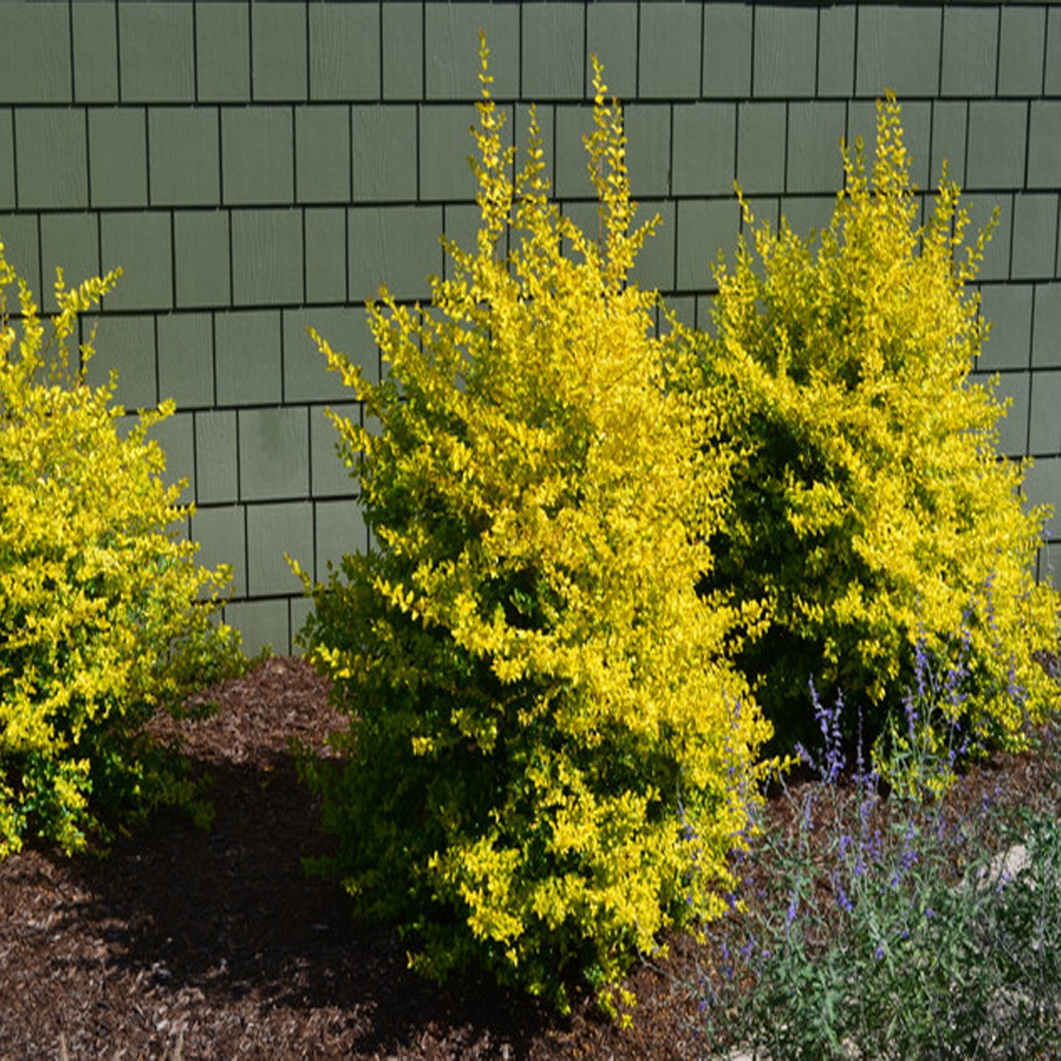 Southern Living Sunshine Ligustrum Live Shrub in 3- Gallon Grower Pot
