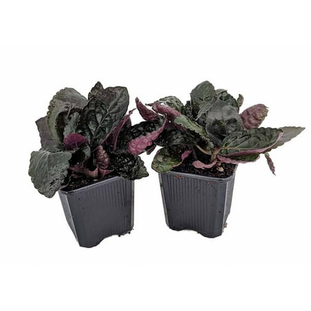 Maroon Moon Waffle Plant - Hemigraphis - 2 Pack 3