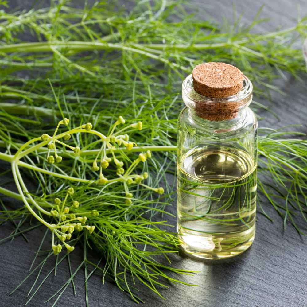 Fennel Seeds - Florence Fennel Herb Seed - 1 LB