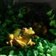 thumbnail image 2 of EeaseMX 5 esculturas en forma de rana para decoración de micropaisaje, adornos de ranas en miniatura, 2 of 8