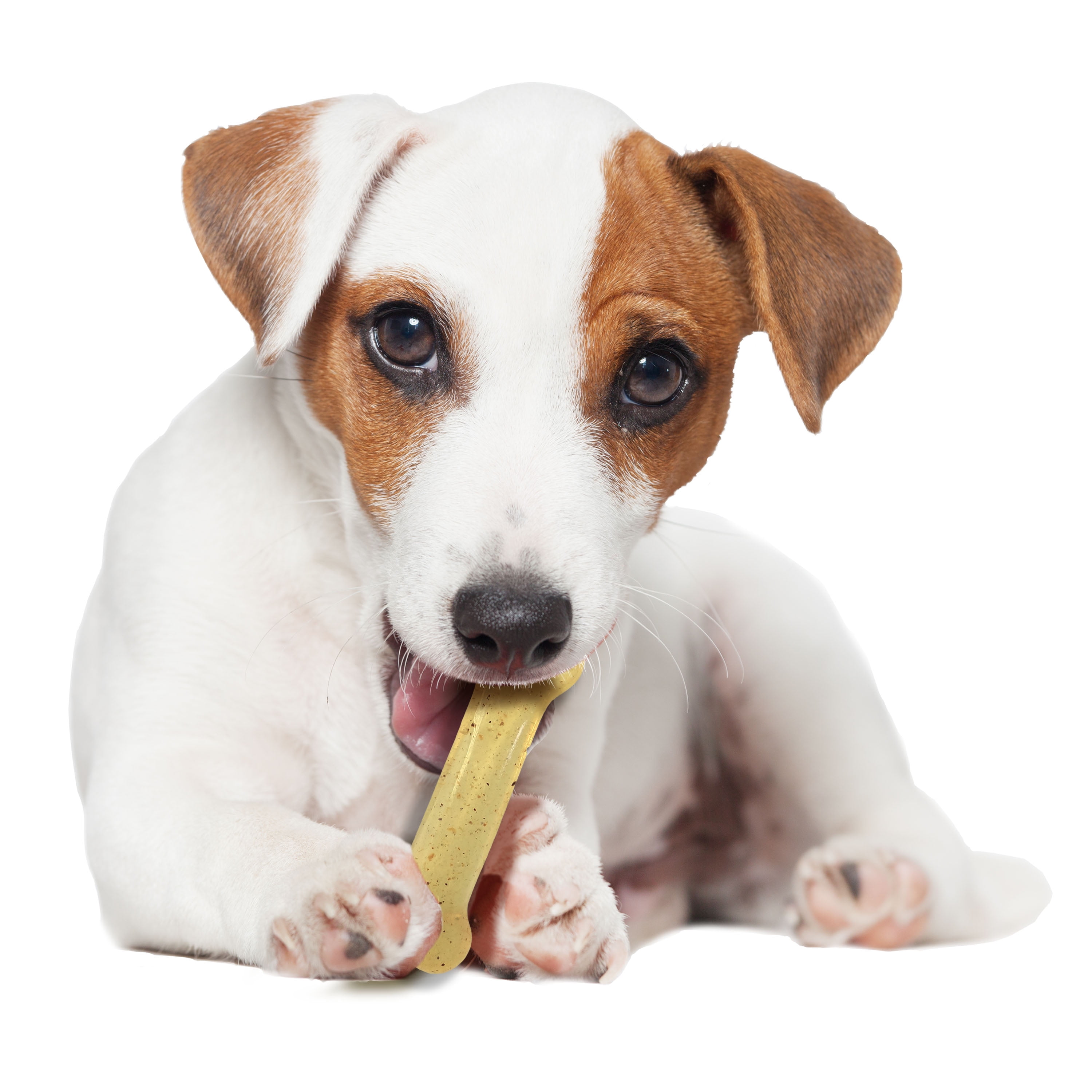 Are Nylabones Safe Is Dog Eats Them