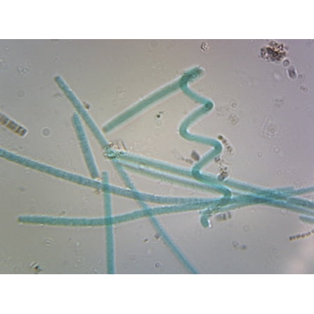 Oscillatoria; Filamentous Bacteria; Shows Simple Unbranched Filaments; Whole-mount; FS&FG stain by Go Science Crazy price history on PriceWatchPro
