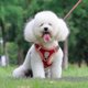 thumbnail image 4 of Pet Reflective Dog Harness Dog Lead Walking Running Leashes Dogs Chest Strap Vest, 4 of 5