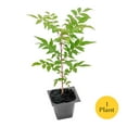 thumbnail image 3 of 1 Chinese Pistache Tree | Live Sapling in 2.5-inch Nursery Cube | Pistacia Chinensis Variety | Drought-Tolerant Deciduous Shade Canopies | Bursting Colorful Foliage for Home, 3 of 9