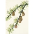 thumbnail image 2 of Mary Vaux Walcott 13x18 Black Ornate Wood Framed Double Matted Museum Art Print Titled - Western Larch. West Larix (1925), 2 of 5