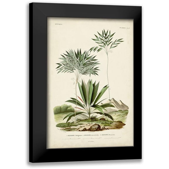DOrbigny, M. Charles 11x14 Black Modern Framed Museum Art Print Titled - Antique Palm Collection VIII
