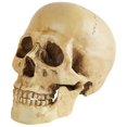thumbnail image 3 of Modelo de calavera médica, decoración de calavera de Halloween, modelo de calavera de simulación, accesorio de truco de calavera, 3 of 3